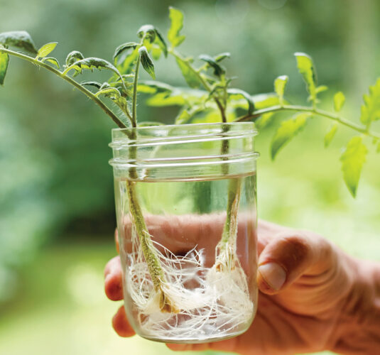 Should I Prune Tomato Plants?